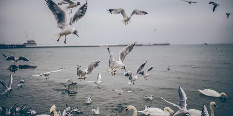 《青霜长空》